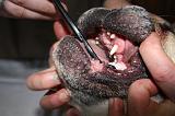 BROSSAGE DENTS 088